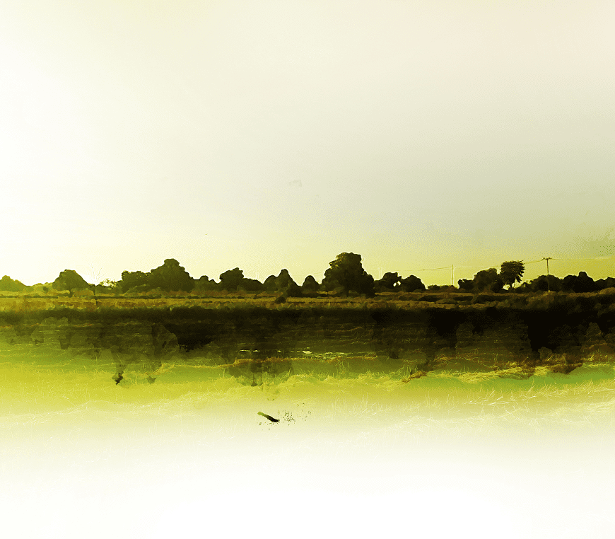 Silhouetted trees under a yellowish sky.
